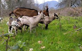 Farm House Godinje